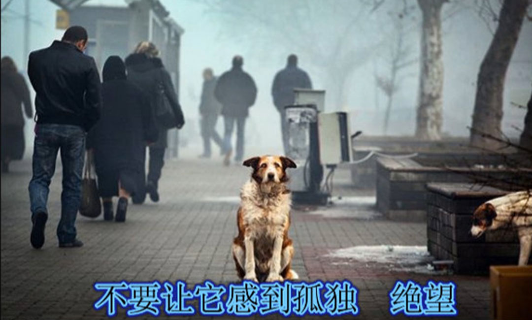 黄南爱影圈微博微信转发案例
